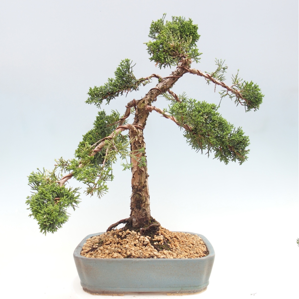 Venkovní bonsai - Juniperus chinensis Kishu -Jalovec čínský