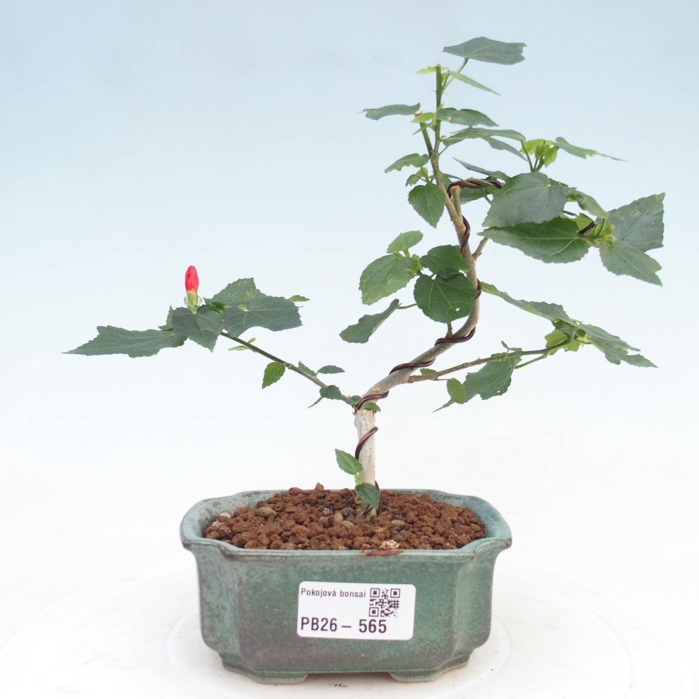 Pokojová bonsai - Malvaviscus arboreus - ibiškovec dřevnatý