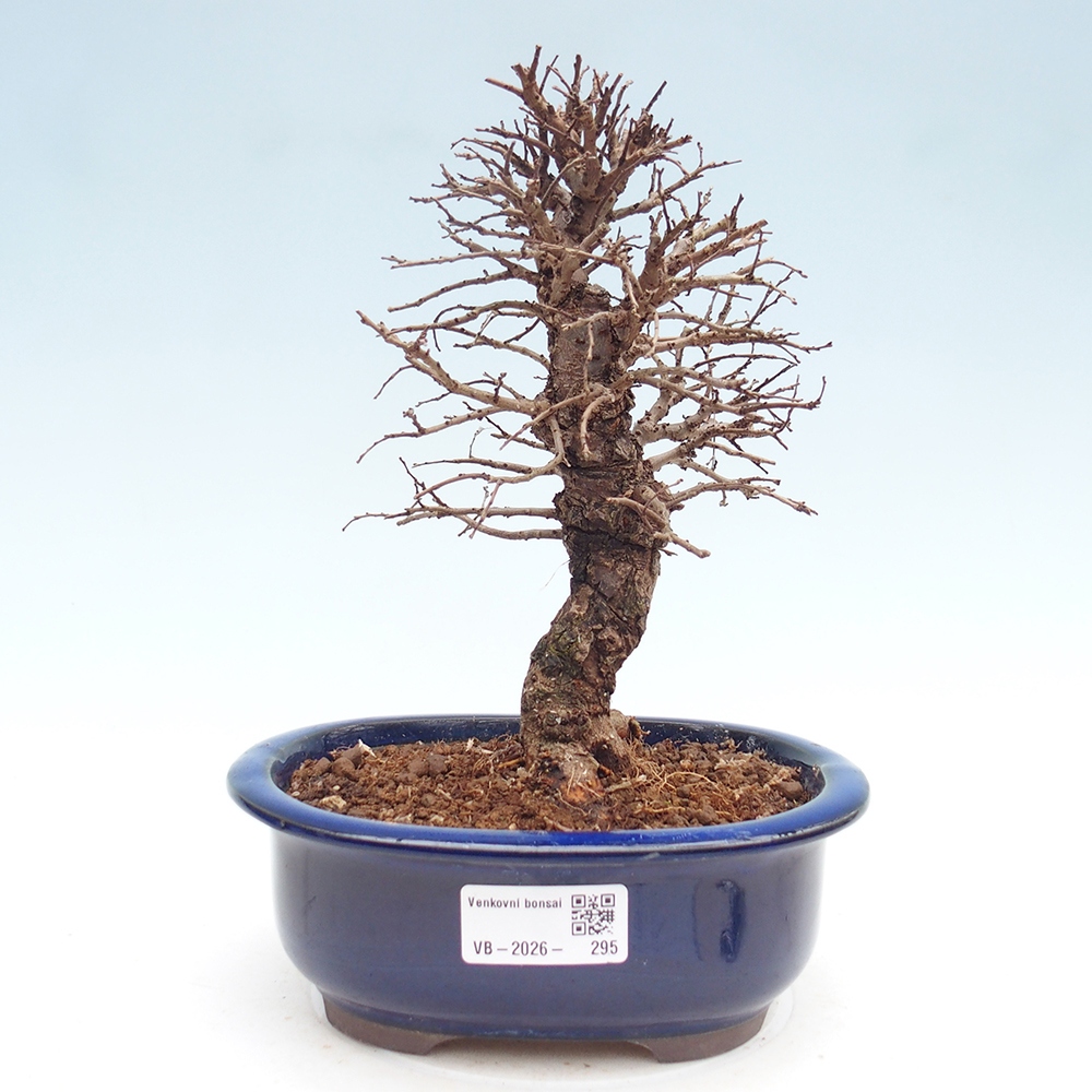 Venkovní bonsai - Zelkova - Zelkova NIRE