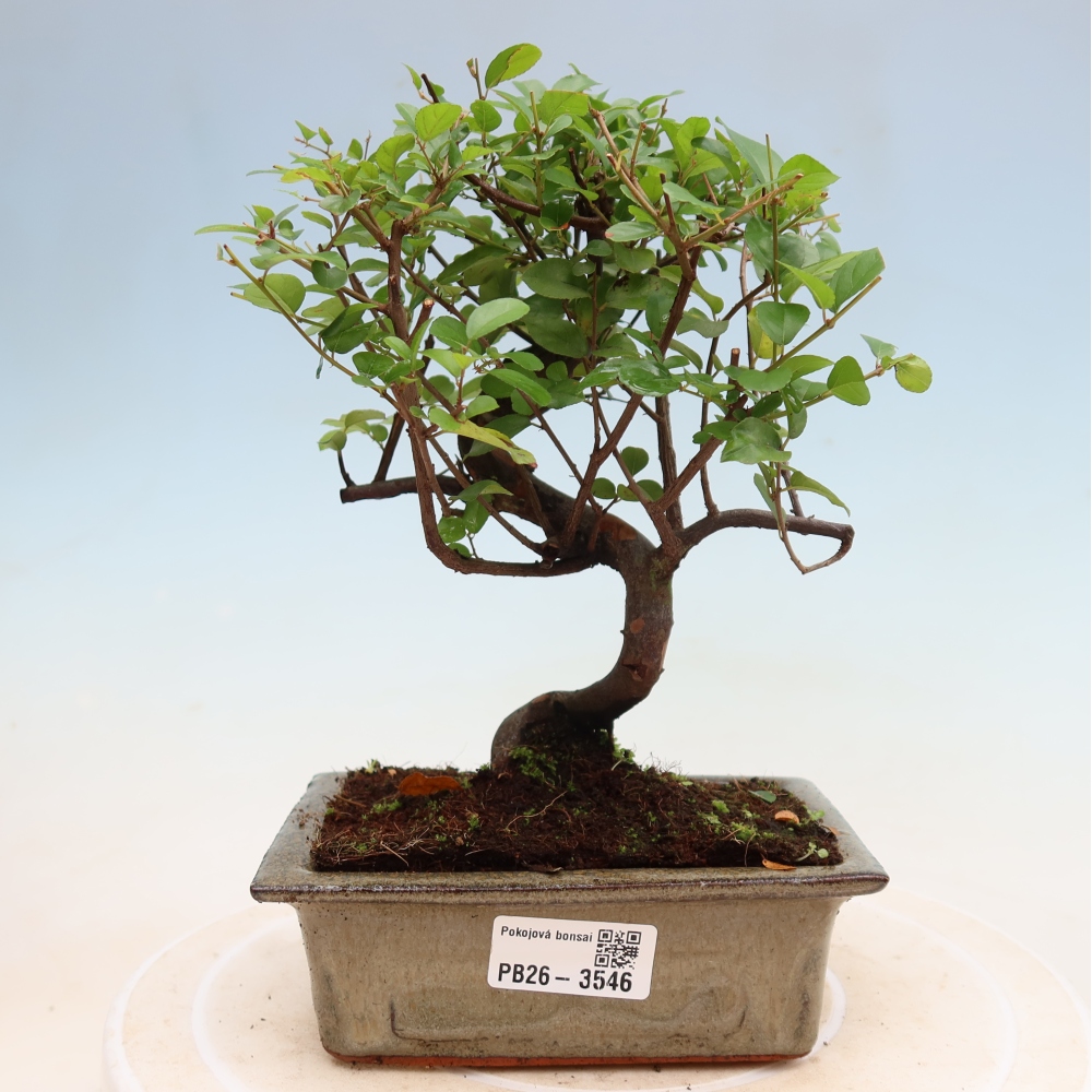 Pokojová bonsai - Sagerécie thea - Sagerécie thea
