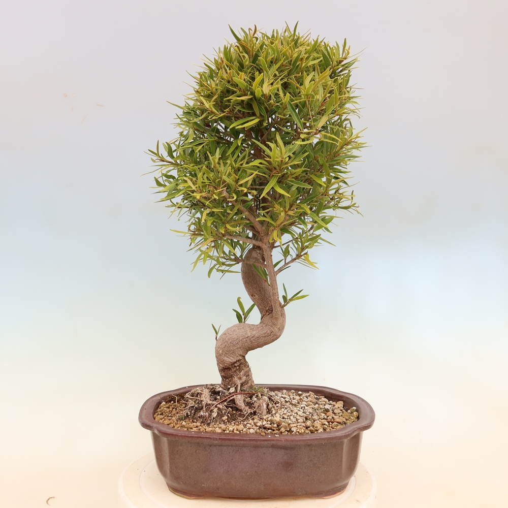 Pokojová bonsai - Ficus nerifolia -  malolistý fíkus