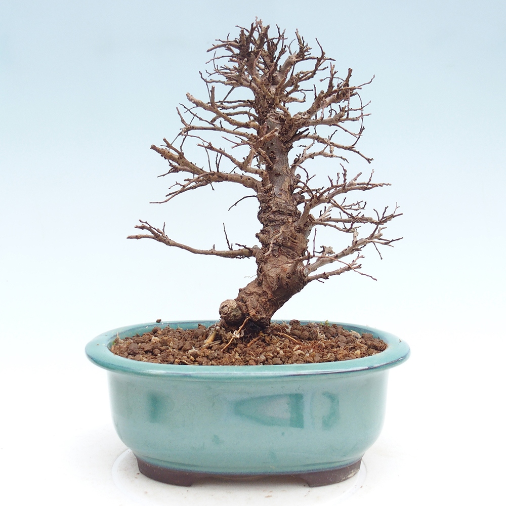 Venkovní bonsai - Zelkova - Zelkova NIRE