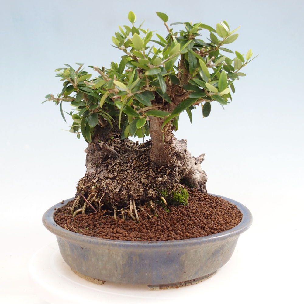 Pokojová bonsai - Olea europaea sylvestris -Oliva evropská drobnolistá