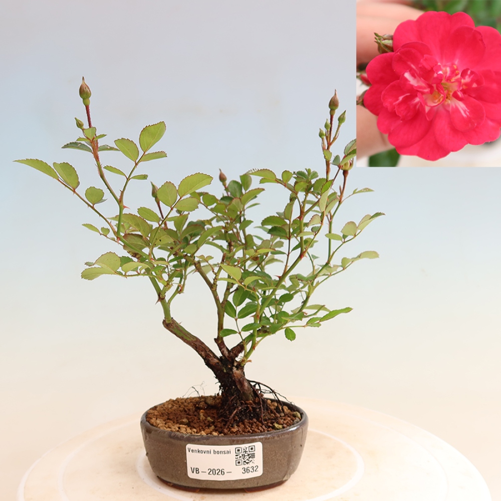 Venkovní bonsai - Rosa Kordes -  růže