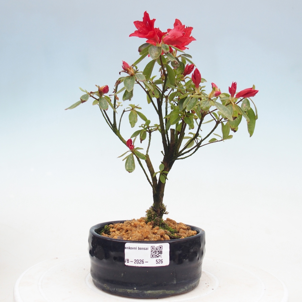 Venkovní bonsai - Japonská azalka - Azalea sp.