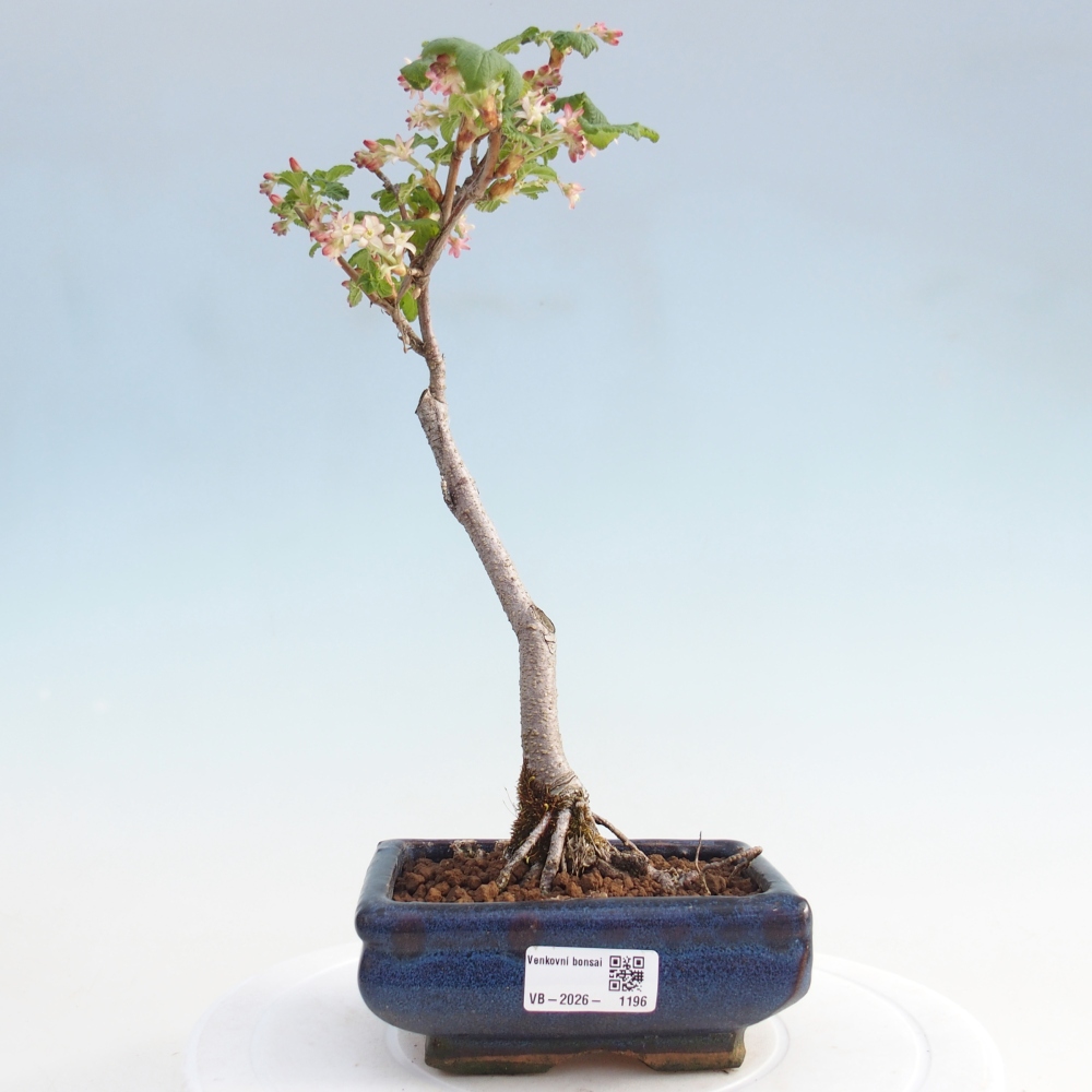 Venkovní bonsai - Meruzalka krvavá - Ribes sanguneum