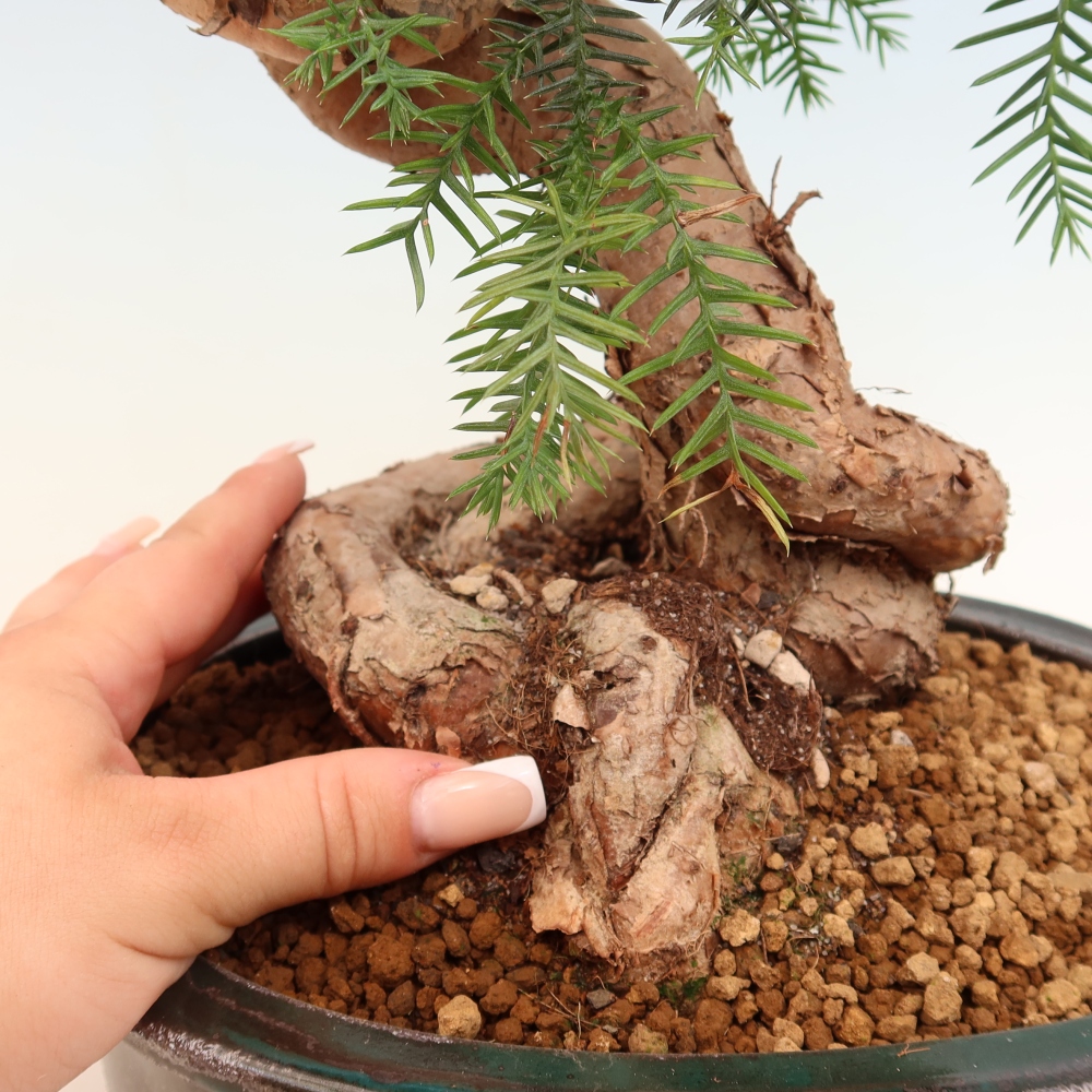 Pokojová bonsai - Araukarie - pokojový smrček