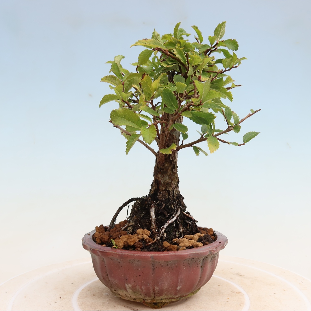Venkovní bonsai - Zelkova - Zelkova NIRE