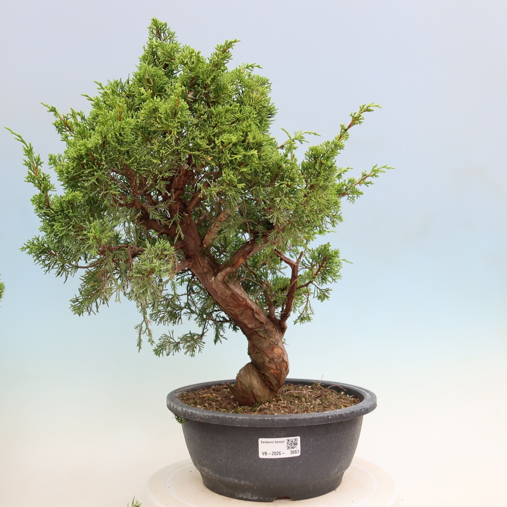 Venkovní bonsai - Juniperus chinensis Itoigawa-Jalovec čínský