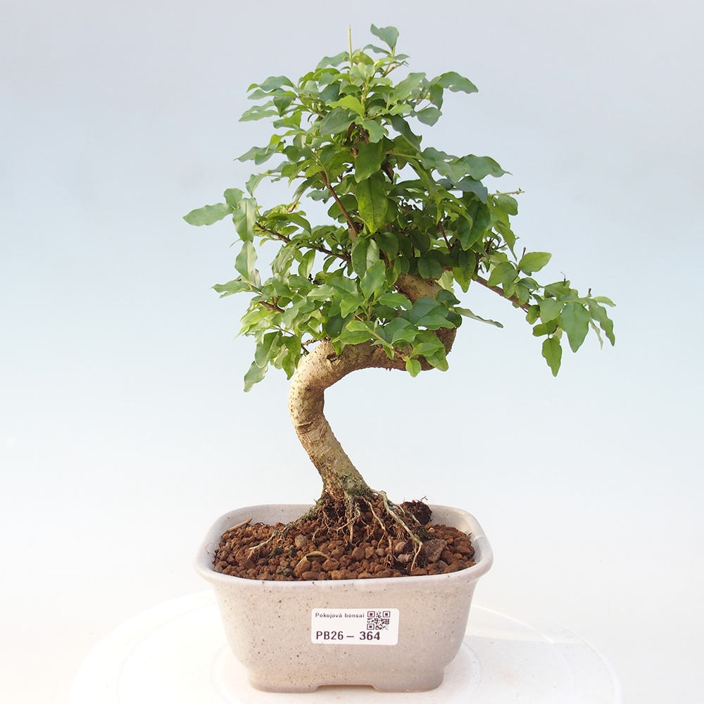 Pokojová bonsai -Ligustrum chinensis - Ptačí zob