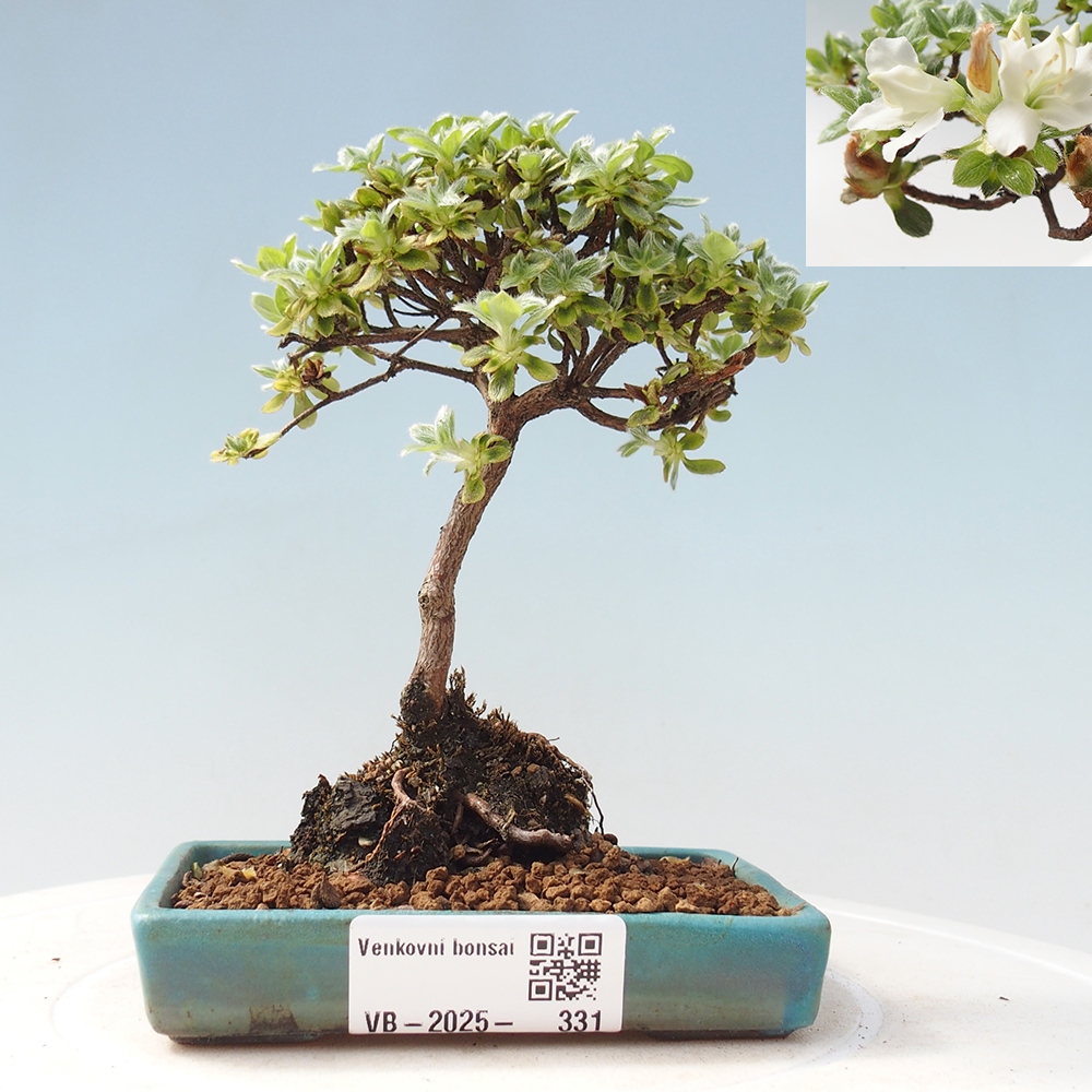 Venkovní bonsai - Rhododendron indicum - Japonská azalka