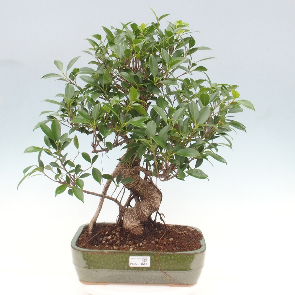 Pokojová bonsai - Ficus kimmen -  malolistý fíkus
