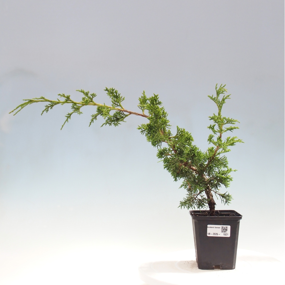 Venkovní bonsai - Juniperus chinensis Itoigawa -Jalovec čínský