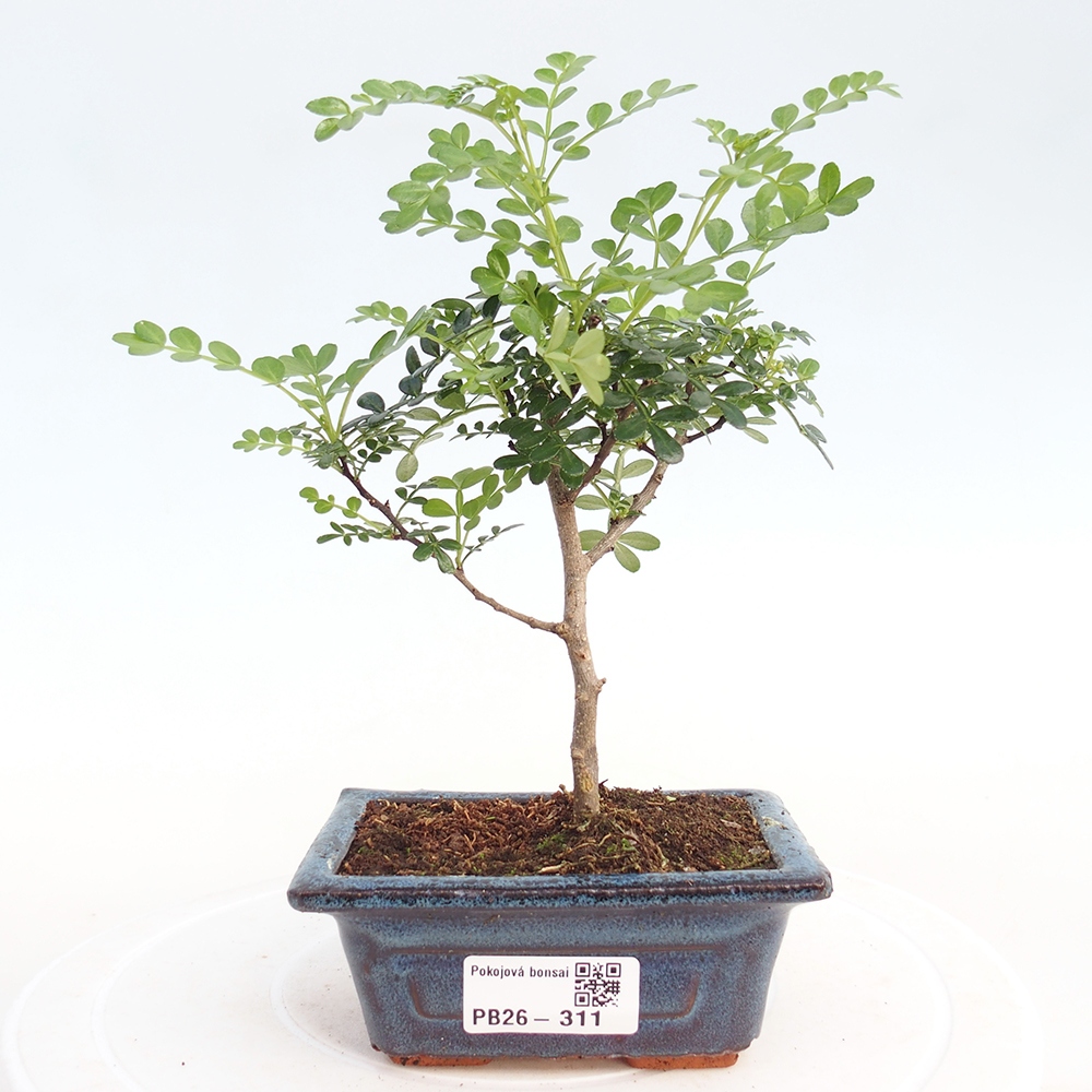Pokojová bonsai - Zantoxylum piperitum - pepřovník