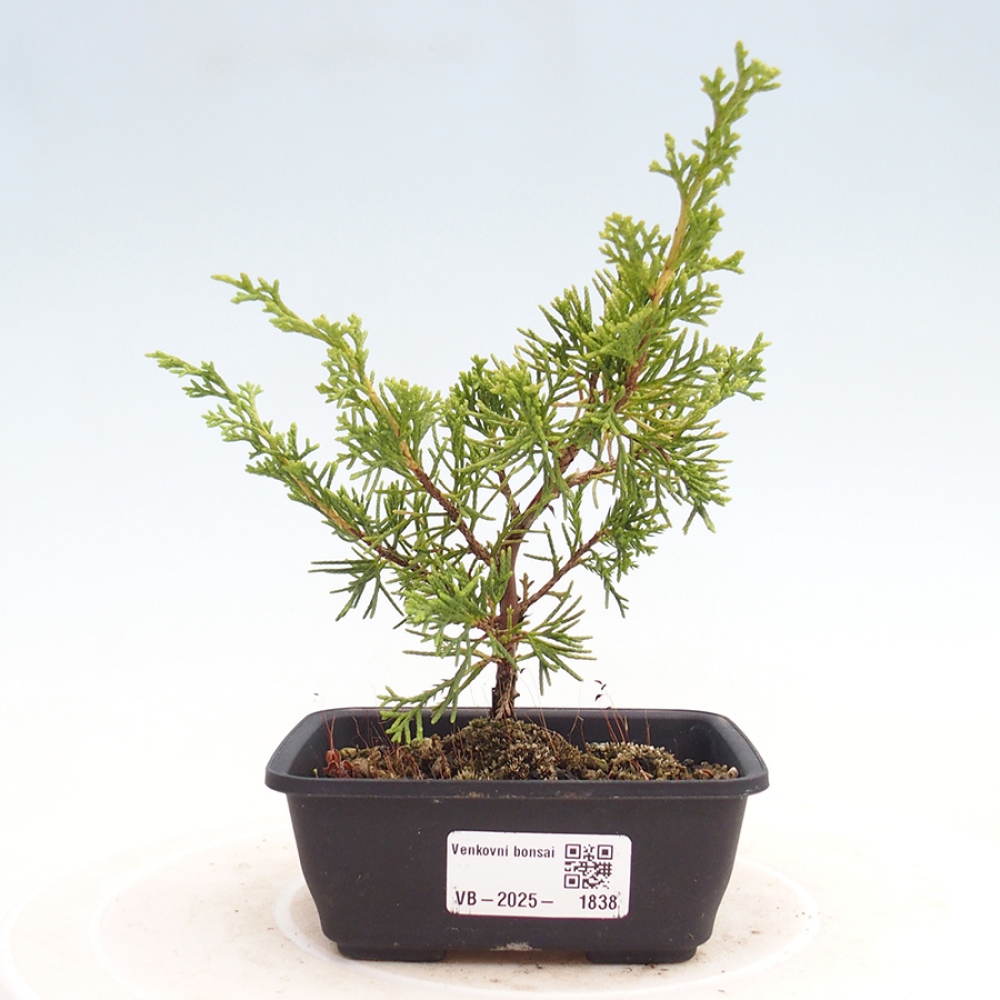Venkovní bonsai - Juniperus chinensis Itoigawa -Jalovec čínský