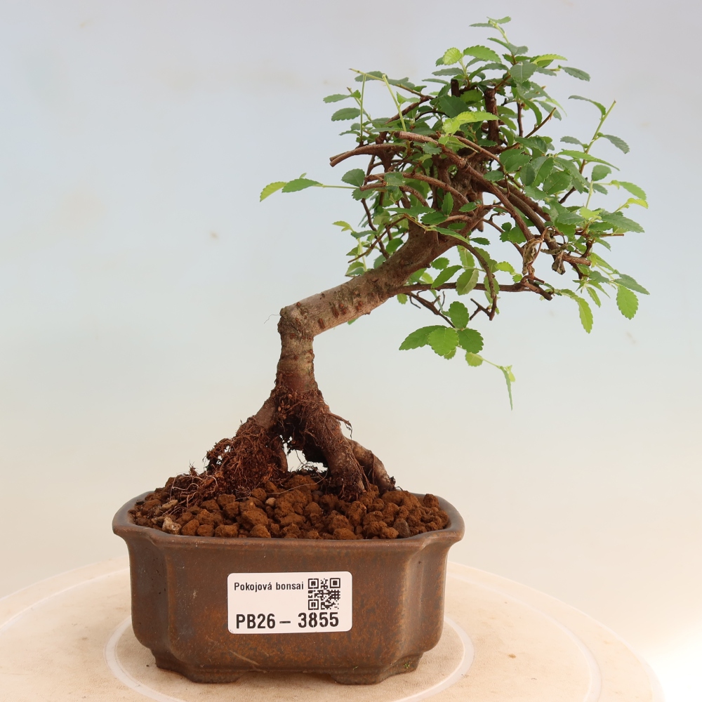 Pokojová bonsai - Ulmus parvifolia - Malolistý jilm