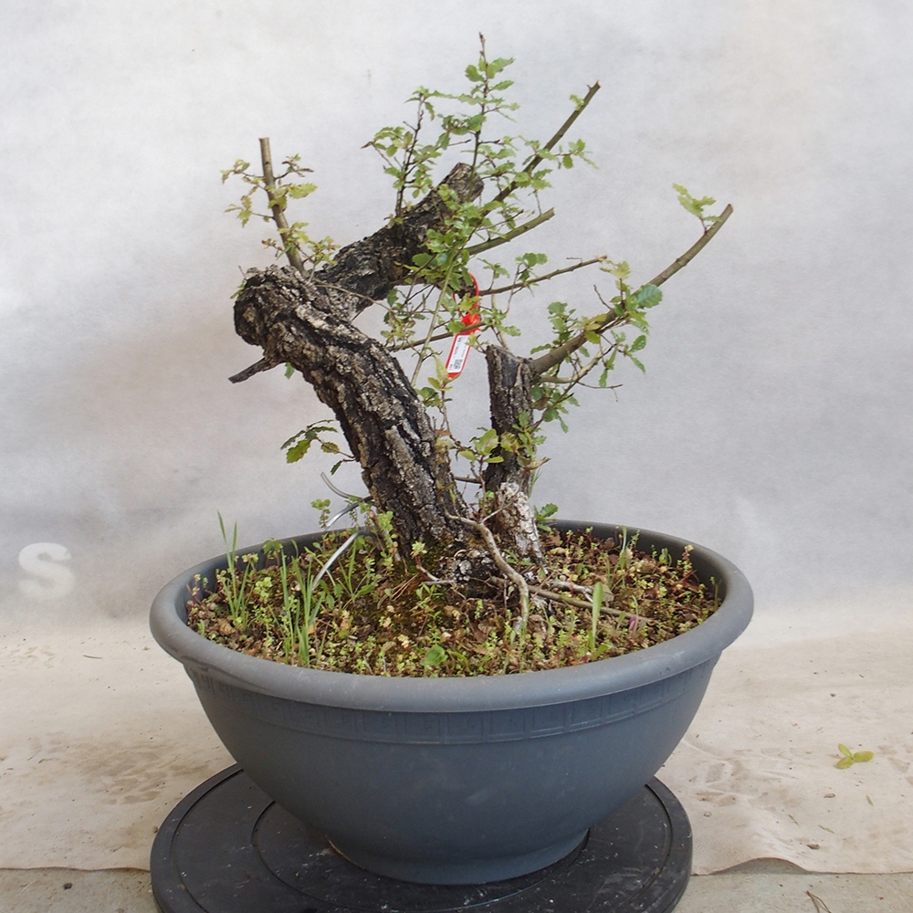 Venkovní bonsai Quercus Cerris - Dub Cer