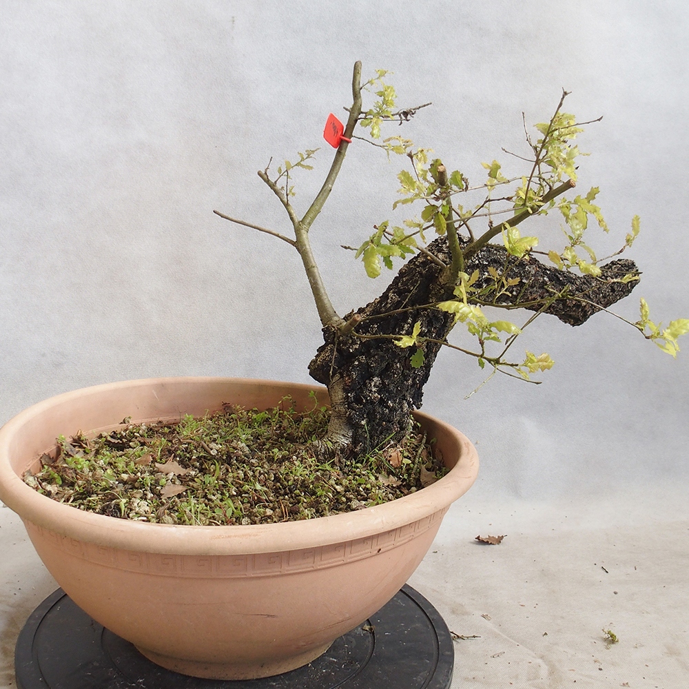 Venkovní bonsai Quercus Cerris - Dub Cer