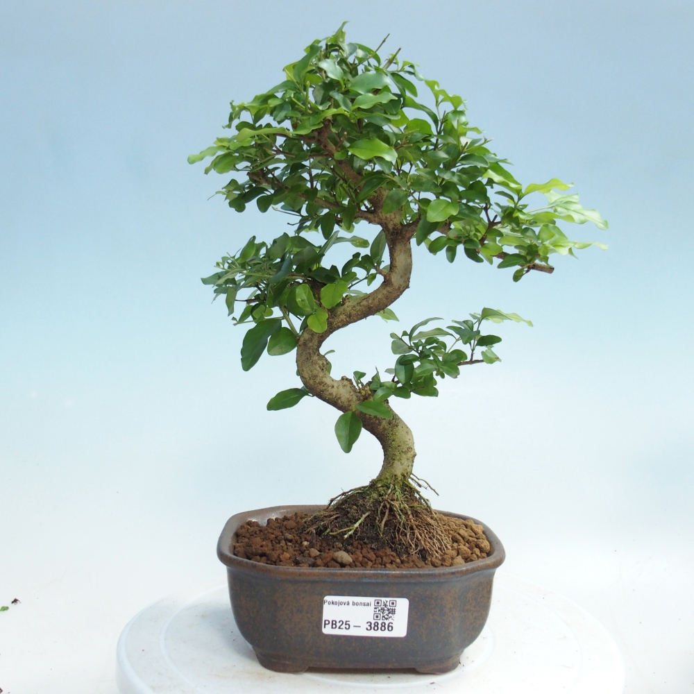Pokojová bonsai -Ligustrum chinensis - Ptačí zob