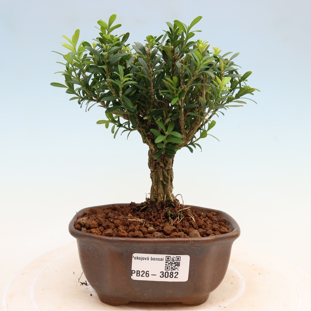 Pokojová bonsai - Buxus harlandii -korkový buxus