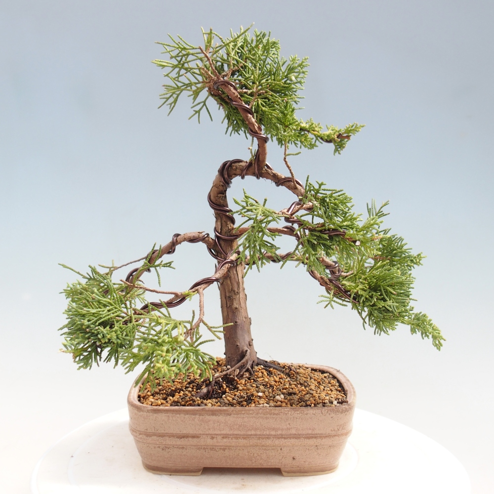 Venkovní bonsai - Juniperus chinensis Kishu -Jalovec čínský