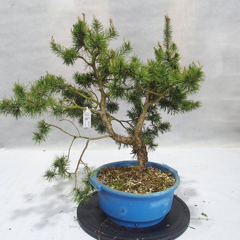 Yamadori - Pinus sylvestris 