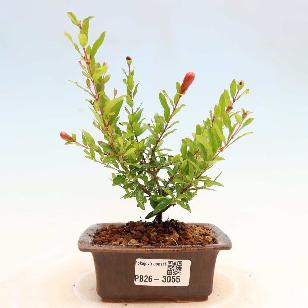 Pokojová bonsai-PUNICA granatum nana-Granátové jablko