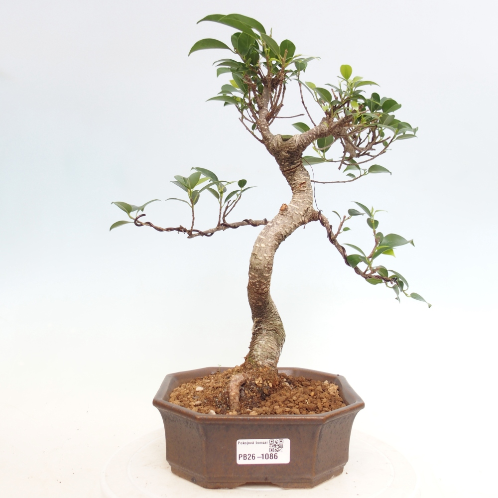 Pokojová bonsai - Ficus retusa -  malolistý fíkus