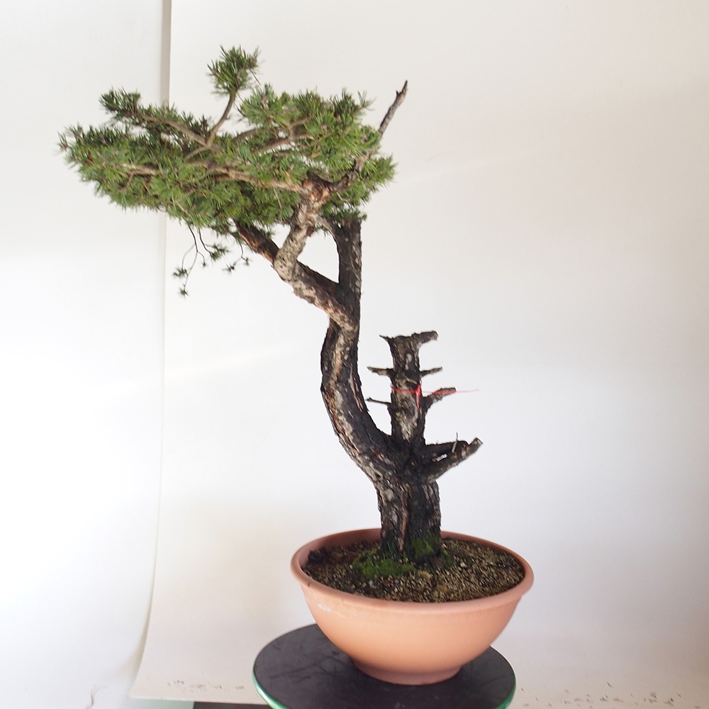 Yamadori - Pinus sylvestris Španělsko