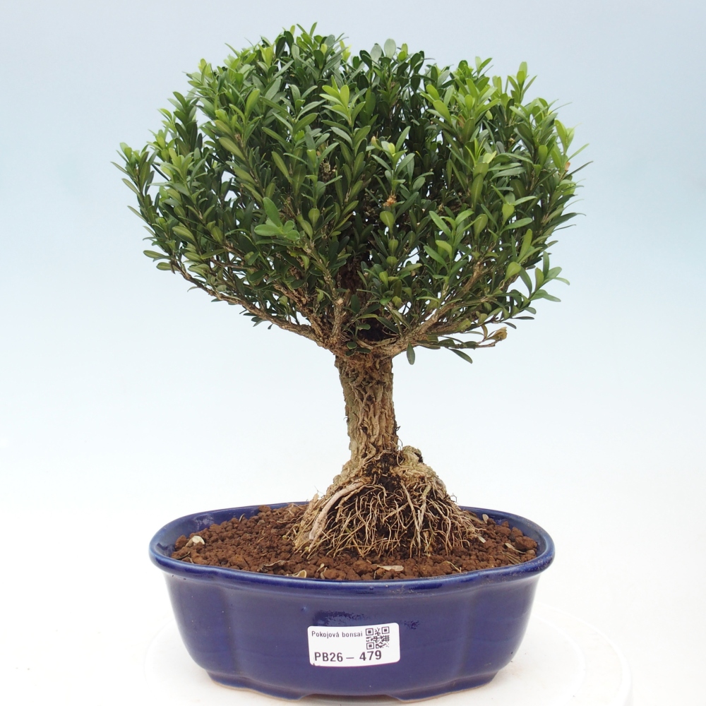 Pokojová bonsai - Buxus harlandii - korkový buxus