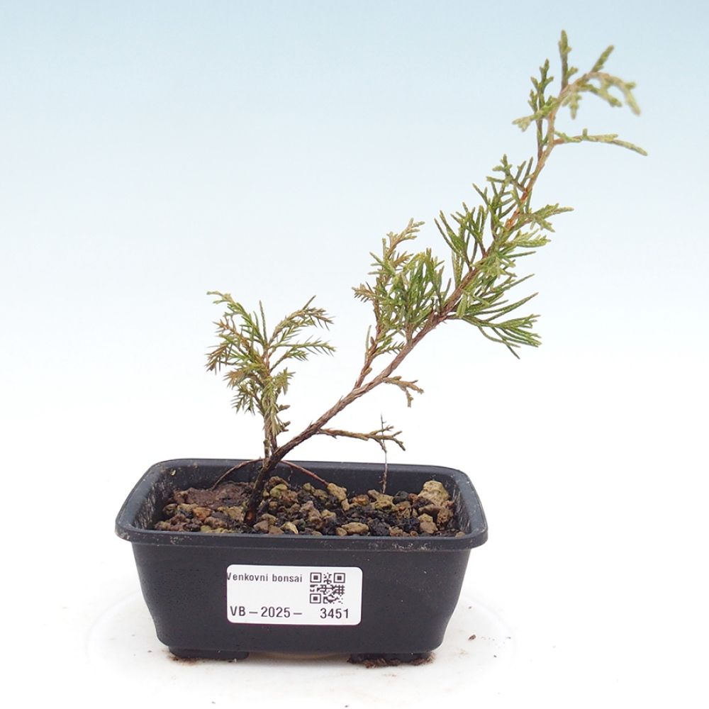 Venkovní bonsai - Juniperus chinensis Itoigawa -Jalovec čínský
