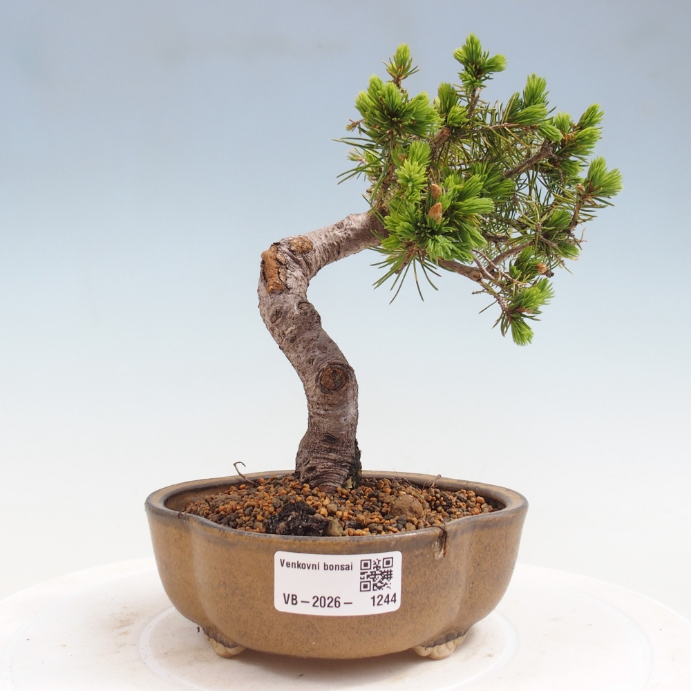 Venkovní bonsai- Smrk kulovitý - Picea glauca globe