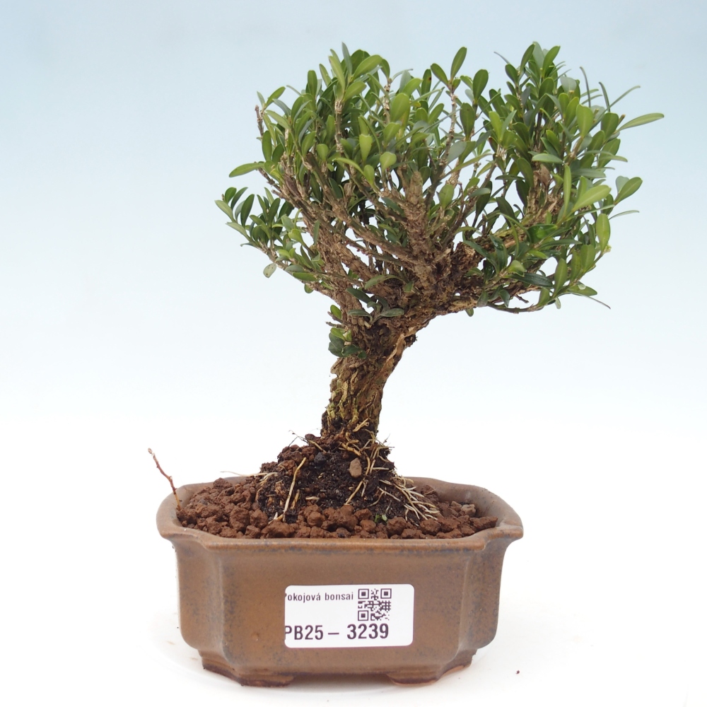 Pokojová bonsai - Buxus harlandii -korkový buxus
