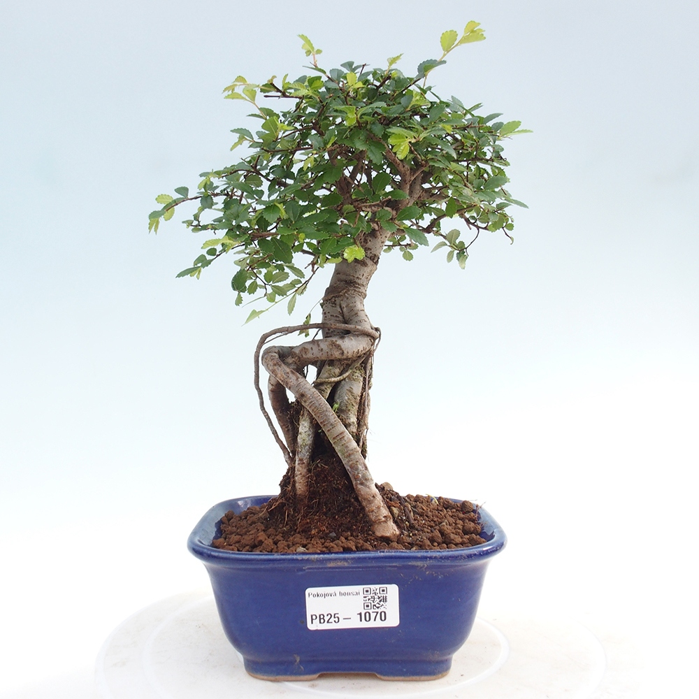 Pokojová bonsai-Malolistý jilm 