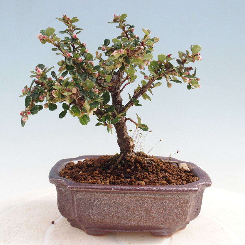 Venkovní bonsai - Cotoneaster horizontalis - Skalník