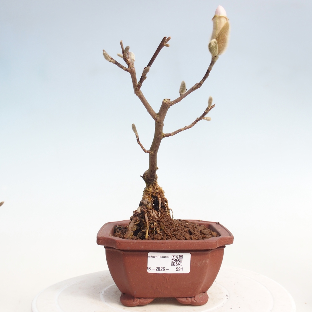 Venkovní bonsai - Magnolia stellata  -  Šácholán hvězdokvětý