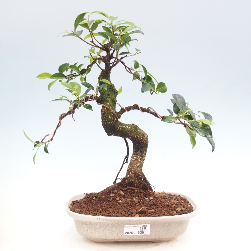Pokojová bonsai - Ficus kimmen -  malolistý fíkus