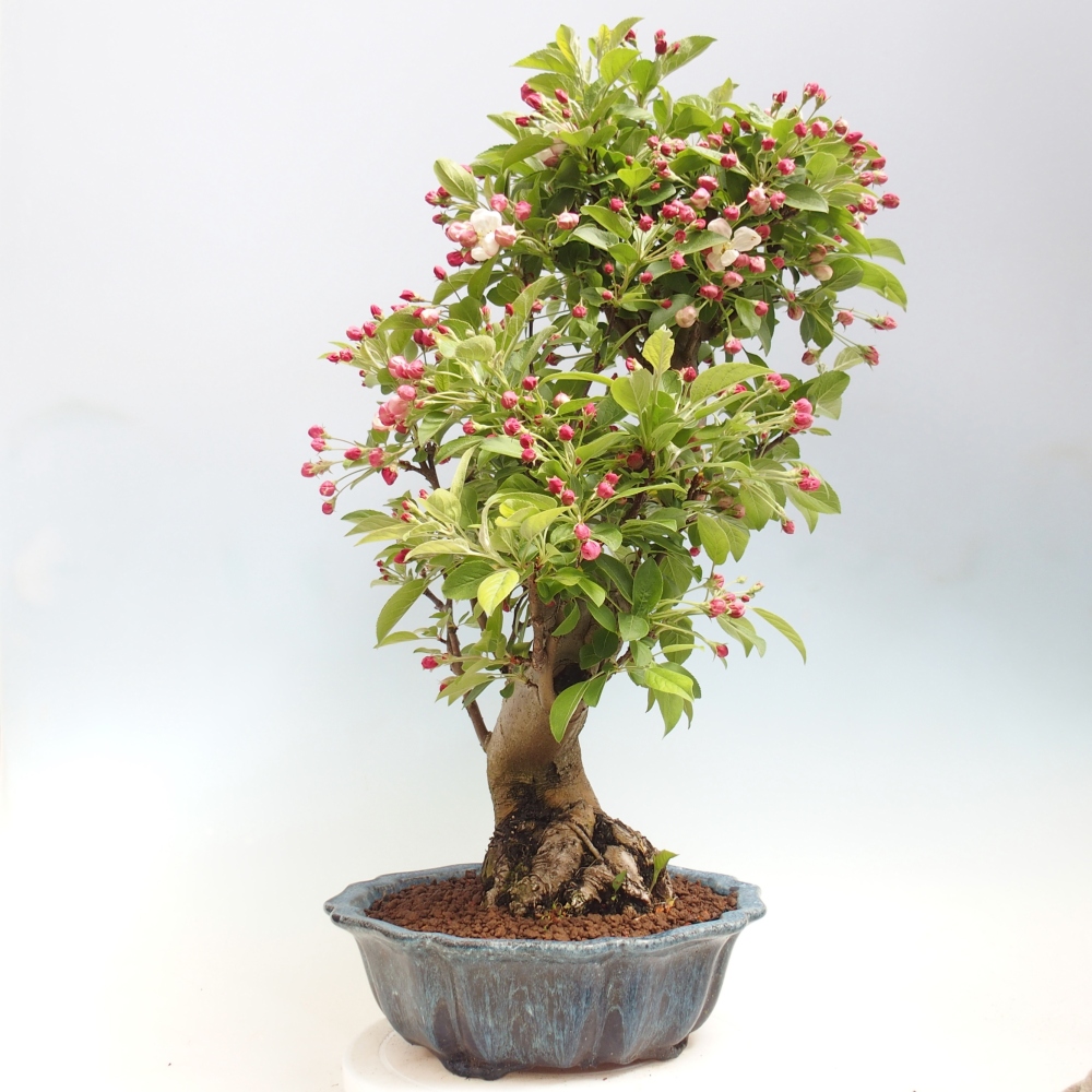 Venkovní bonsai -Malus halliana - Maloplodá jabloň
