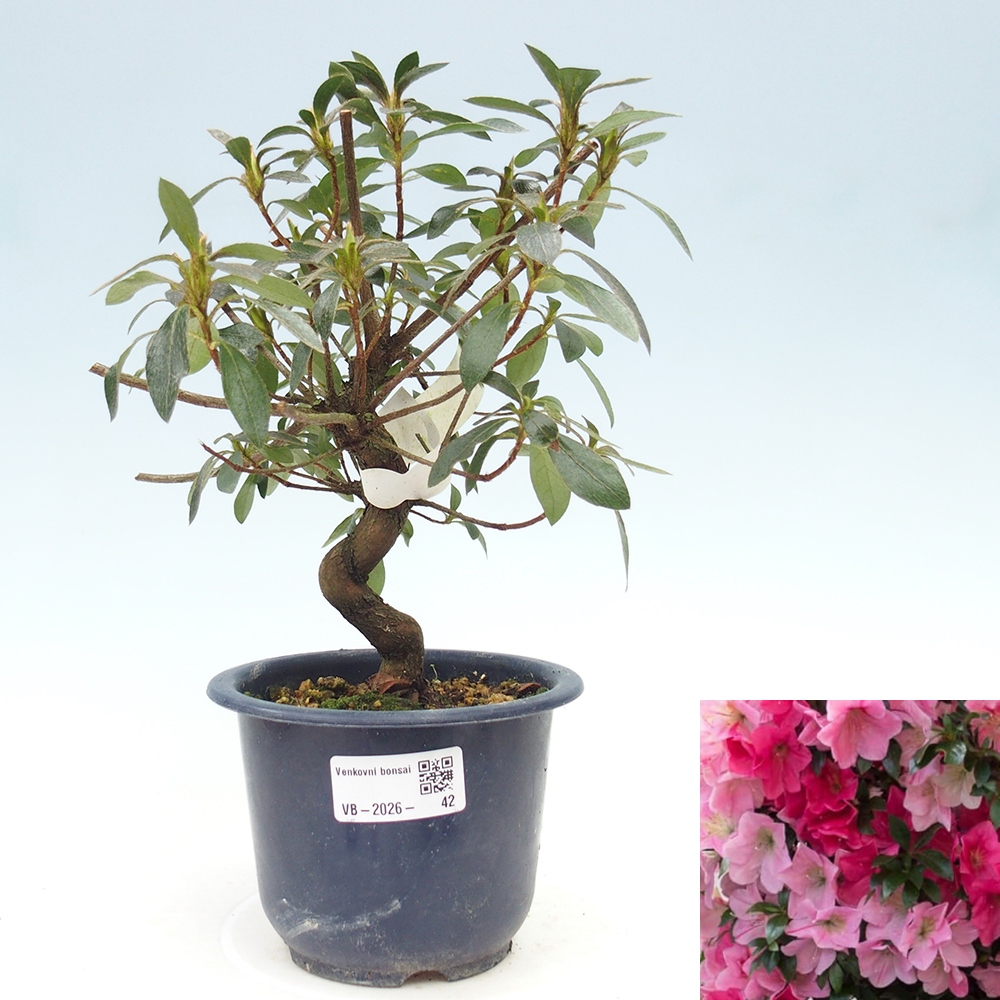 Venkovní bonsai - Japonská azalka - Azalea Saien