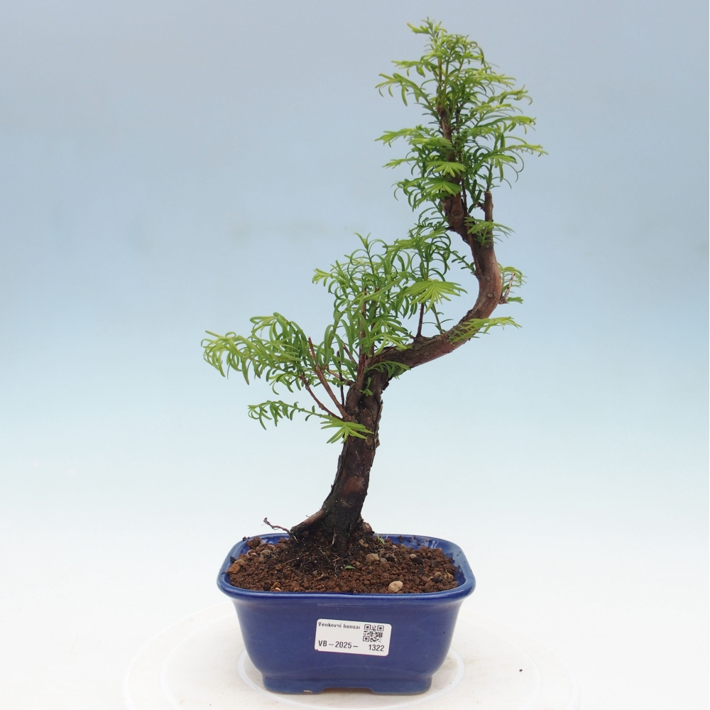 Venkovní bonsai - Metasequoia glyptostroboides - Metasekvoje čínská