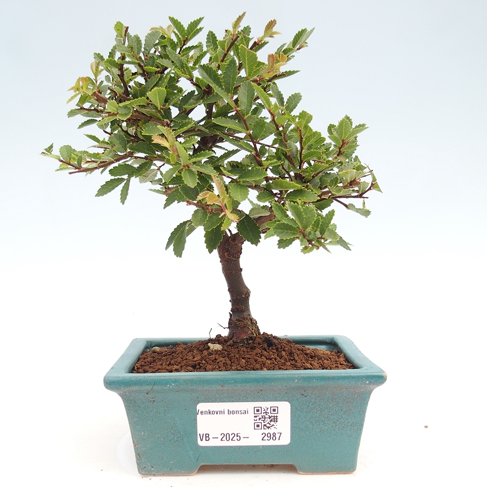Venkovní bonsai - Ulmus parvifolia Sagei - Malolistý jilm