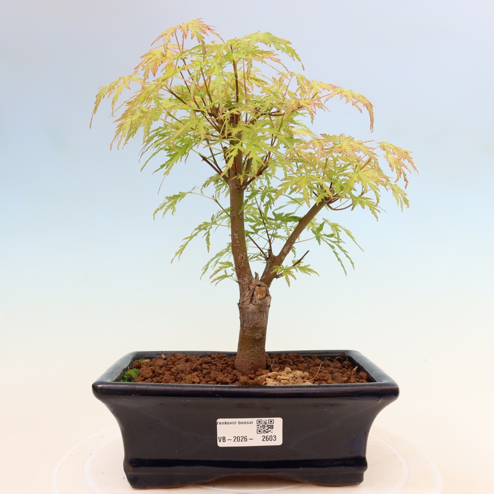 Venkovní bonsai - Acer palmatum Dissectum - Javor dlanitolistý 