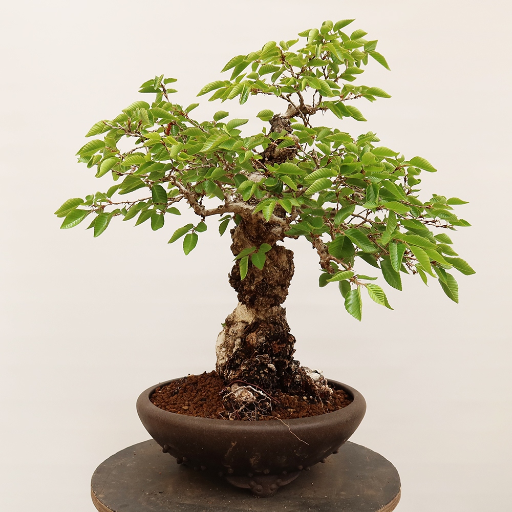 Venkovní bonsai -Carpinus Coreana - Habr korejský
