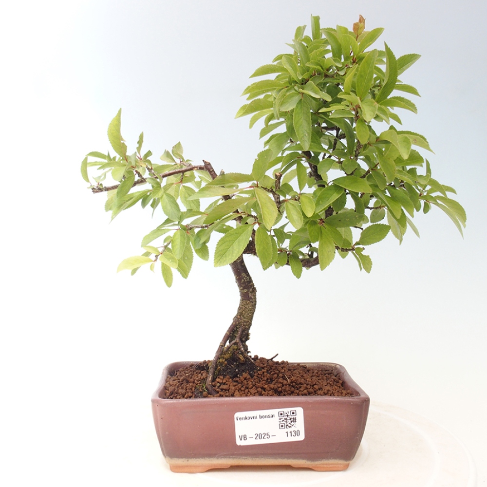 Venkovní bonsai - Prunus spinosa - trnka