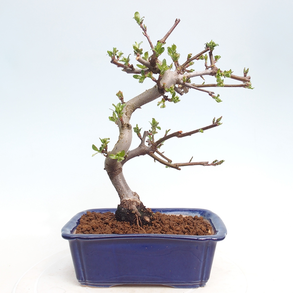 Venkovní bonsai - Malus sargentii -  Maloplodá jabloň