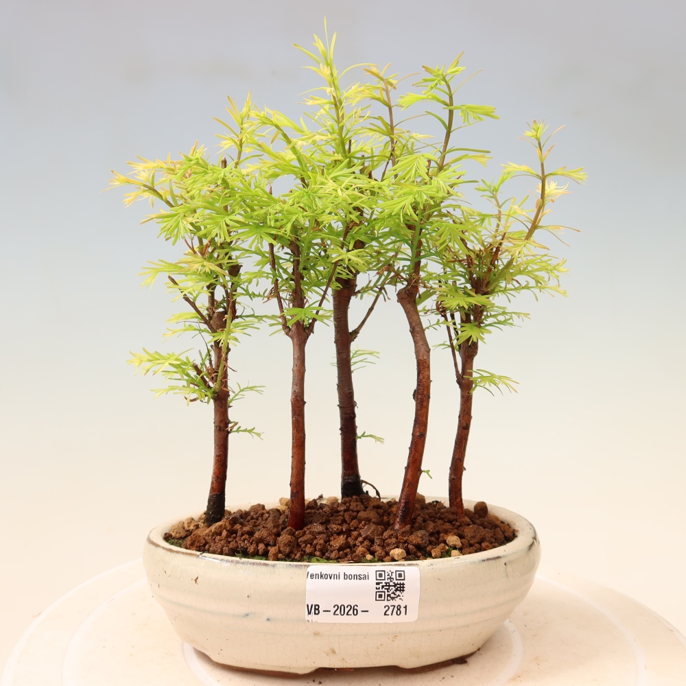Venkovní bonsai - Metasequoia glyptostroboides - Metasekvoje čínská - lesík
