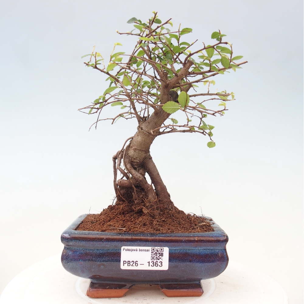 Pokojová bonsai - Ulmus parvifolia - Malolistý jilm