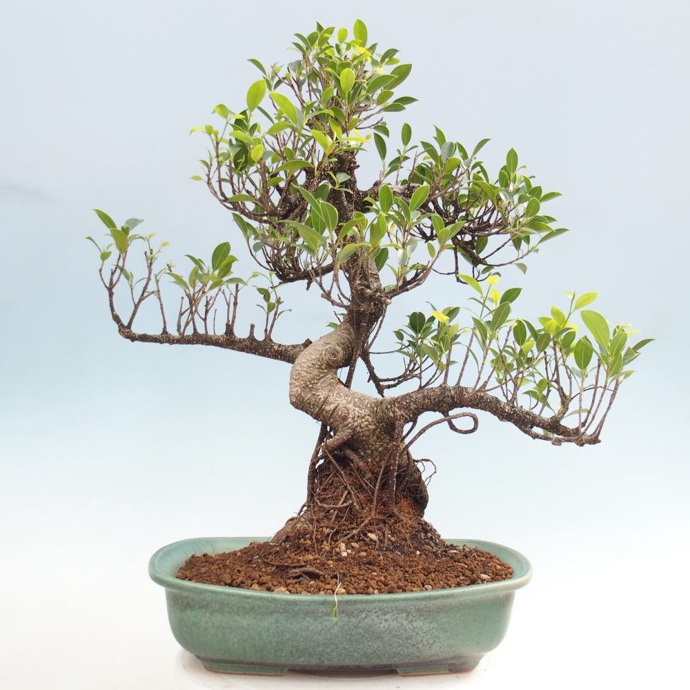 Pokojová bonsai - Ficus kimmen -  malolistý fíkus