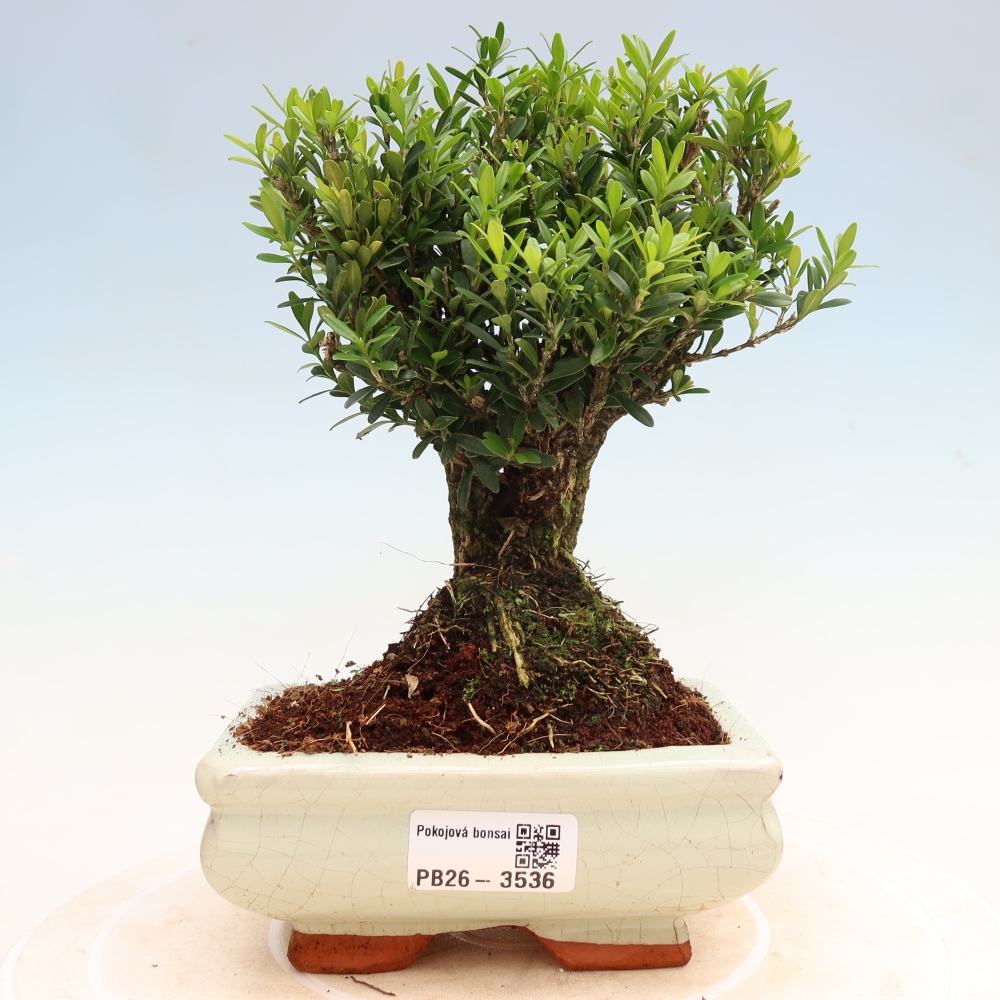 Pokojová bonsai - Buxus harlandii -korkový buxus
