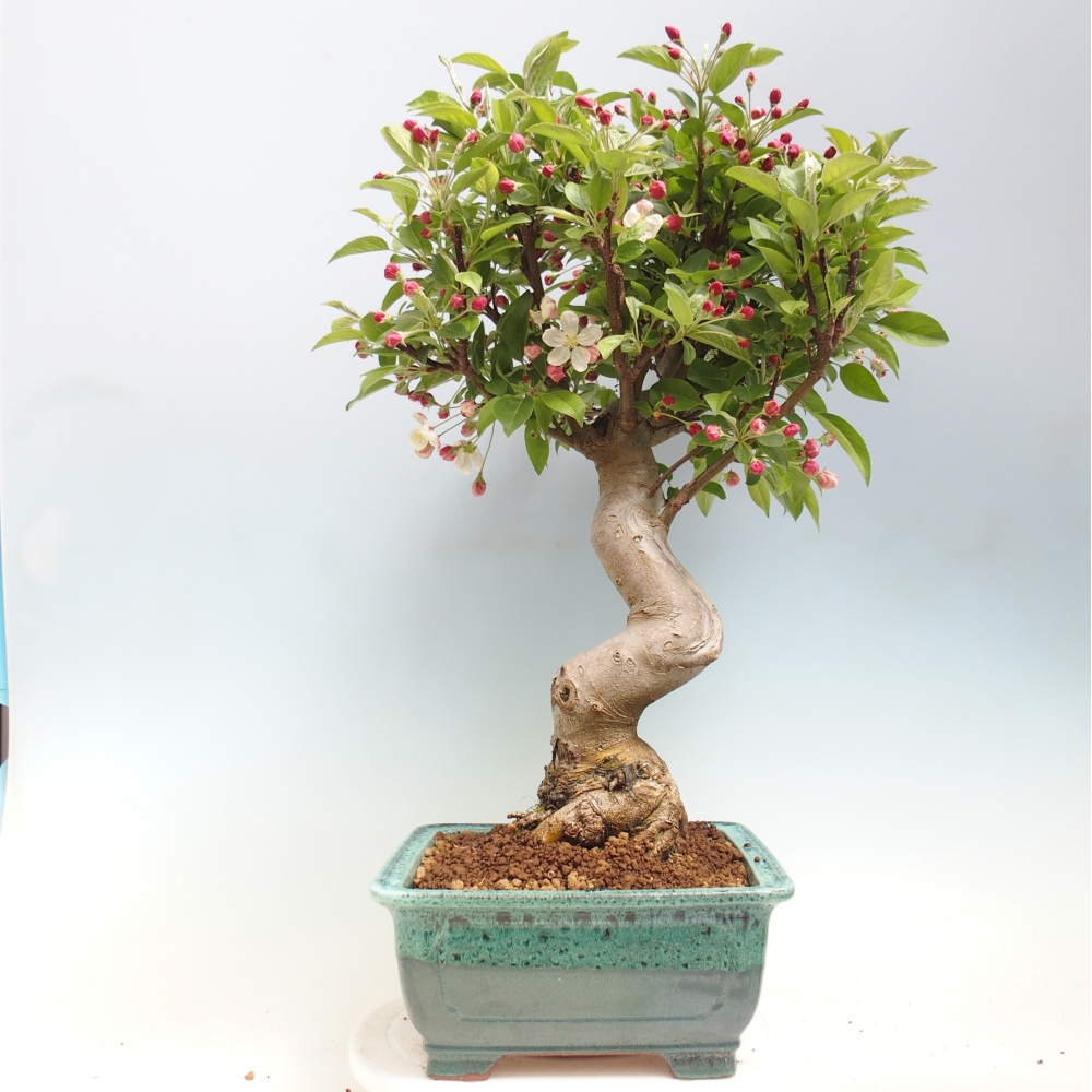 Venkovní bonsai -Malus halliana - Maloplodá jabloň